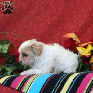 Skylark, Maltipoo Puppy